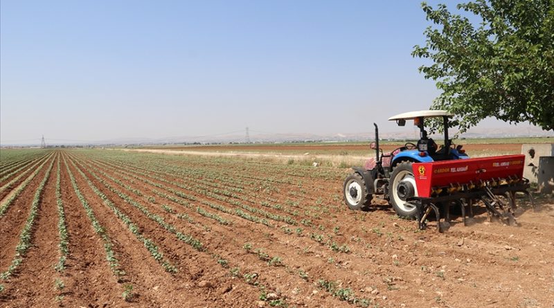 Emtia piyasasında yaptırımlar, jeopolitik riskler ve arz endişeleri Fed’e karşı direniyor.